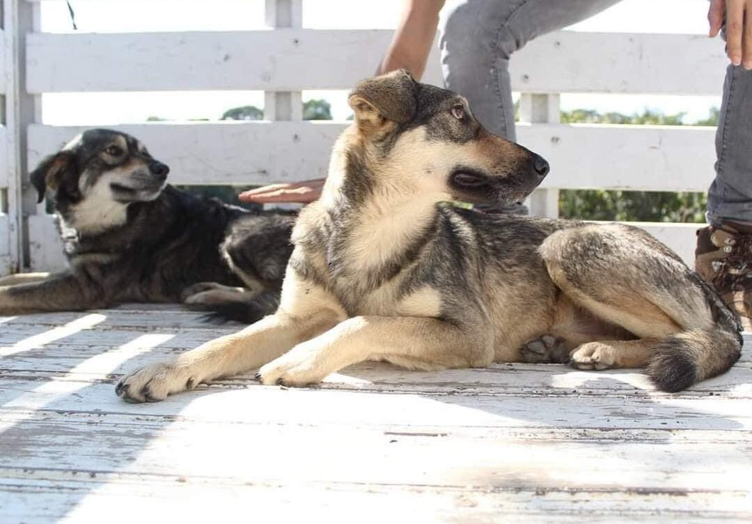 Realizan carrera en Xalapa para recolectar alimentos para tres refugios de animales abandonados