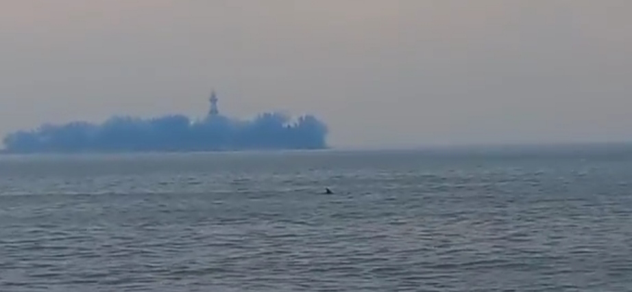 Avistan delfines frente a la costa de la zona conurbada