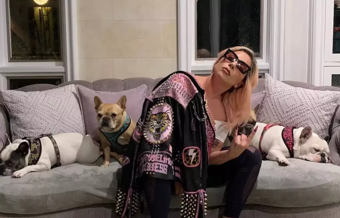 Lady Gaga no quiere pagar la recompensa tras recuperar a sus perros