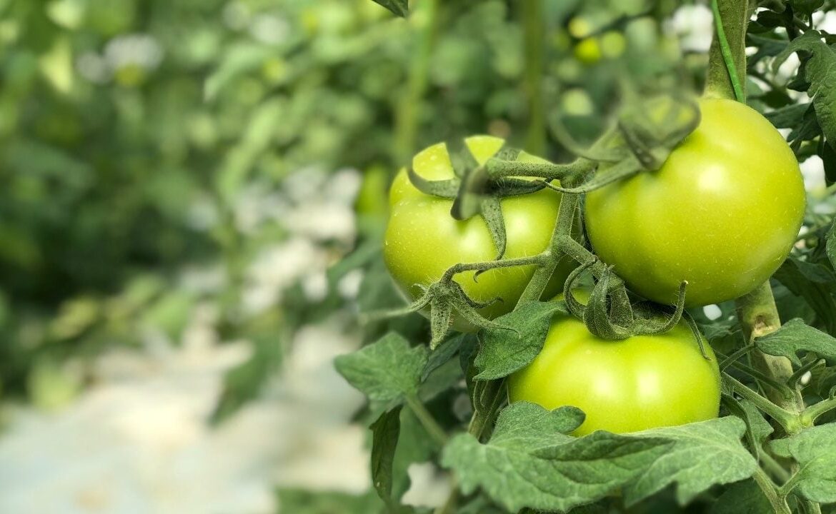 Investigadores suizos utilizan ChatGPT para cosechar tomates