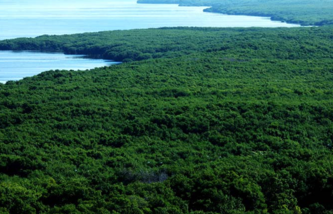 Pérdida  de bosques tropicales aumenta 10% en 2022 