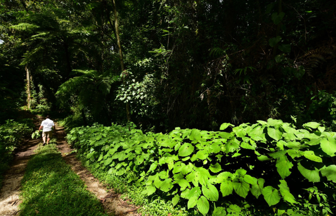 Bosque de Niebla amenazado por minas y fraccionamientos