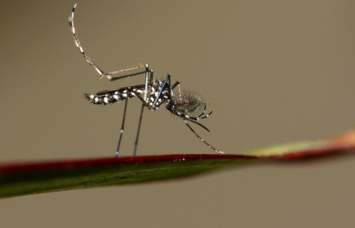 El cambio climático conduce a un riesgo creciente de enfermedades virales transmitidas por mosquitos: UE