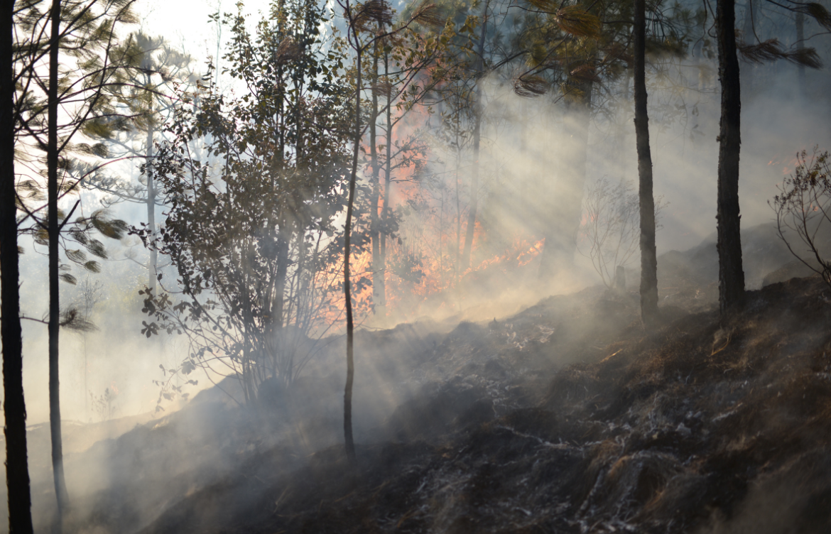 Incendios forestales dañan más de 640 hectáreas de áreas naturales protegidas