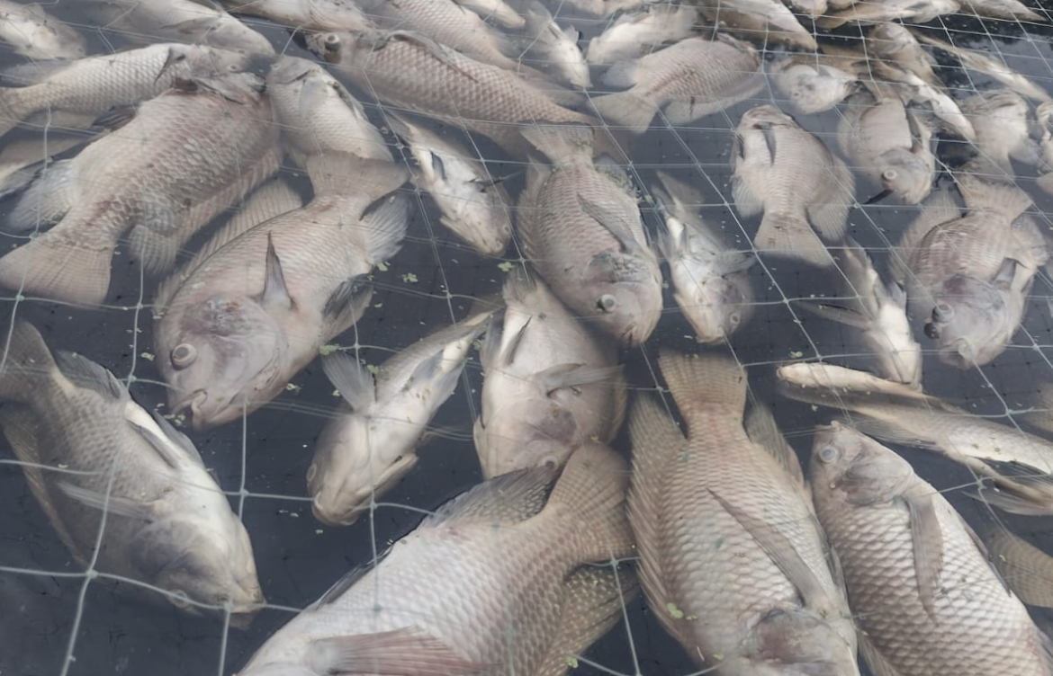 Pescadores pierden 30 toneladas de mojarra por contaminación de ingenio