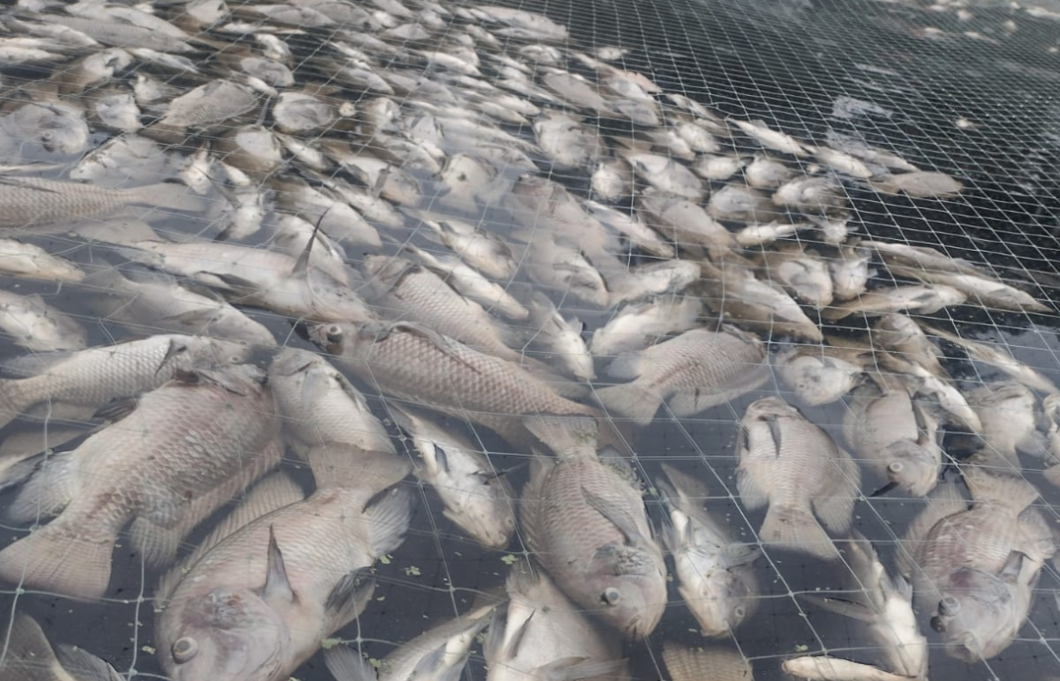 Pescadores pierden 30 toneladas de mojarra por contaminación de ingenio