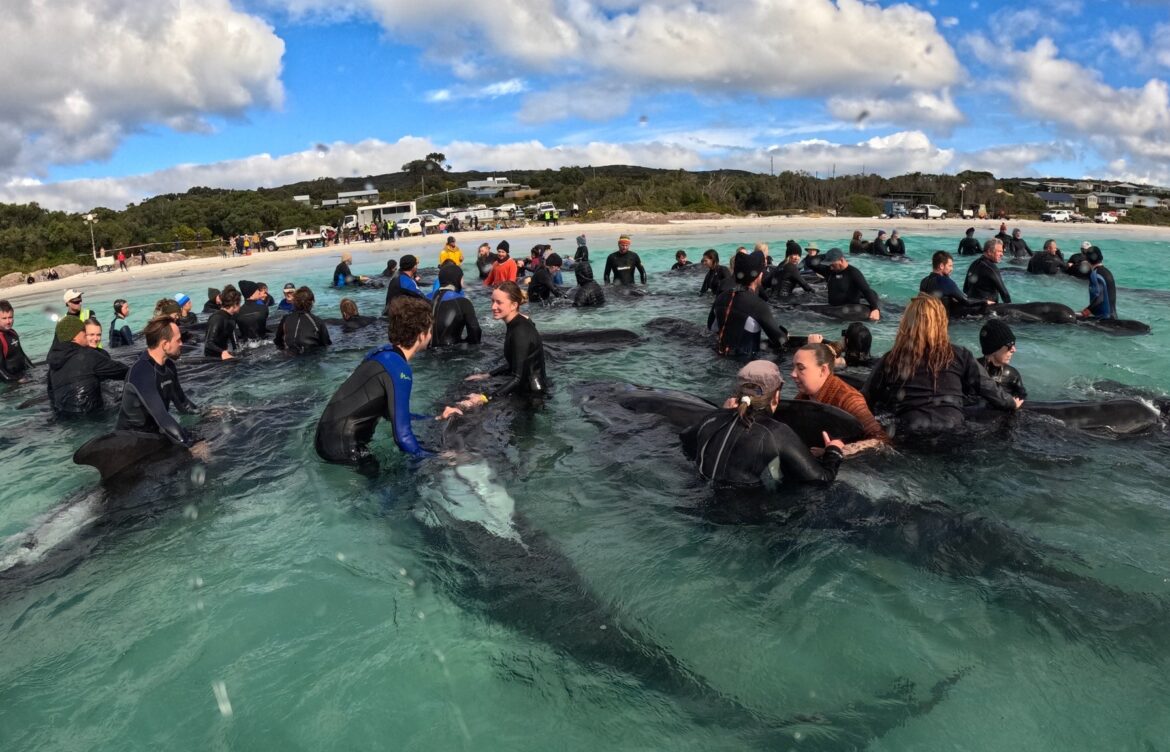 Mueren casi 100 ballenas varadas en costa de Australia