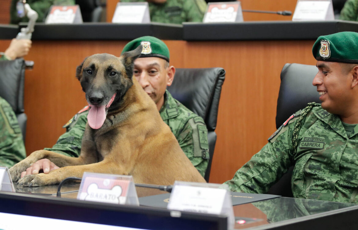 Reconocen a lomitos de Fuerzas Armadas en Senado