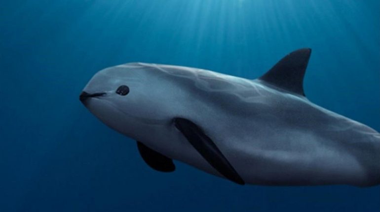 EU emitiría sanciones comerciales a México por vaquita marina y totoaba