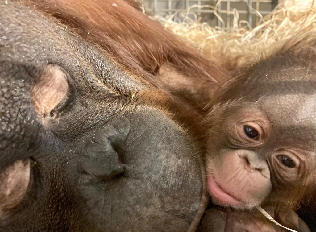 Orangután bebé genera esperanza para salvar especie en estado crítico de extinción