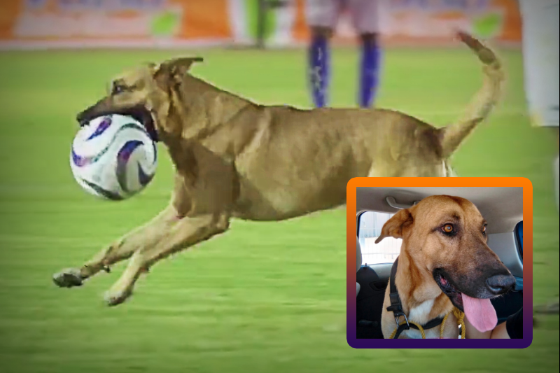 ‘Un perro se mete a la cancha’, un clásico en México 