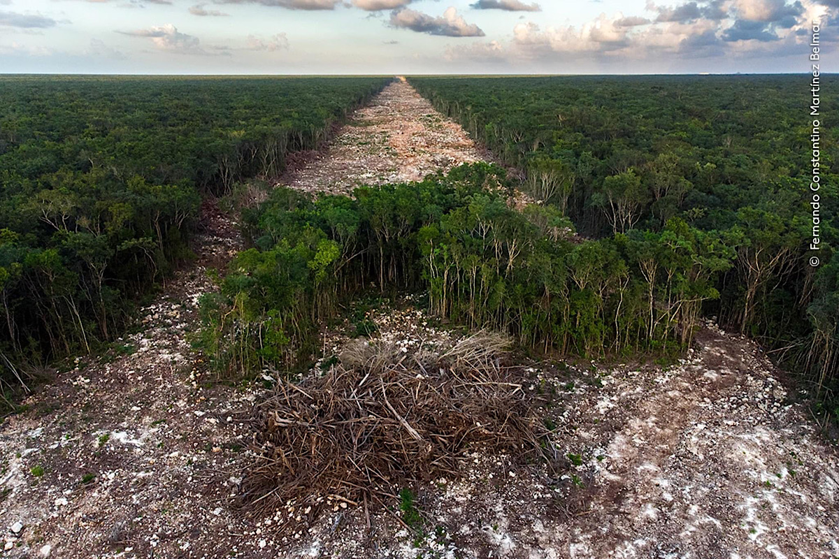 Yucateco gana premio internacional de fotografía de naturaleza 