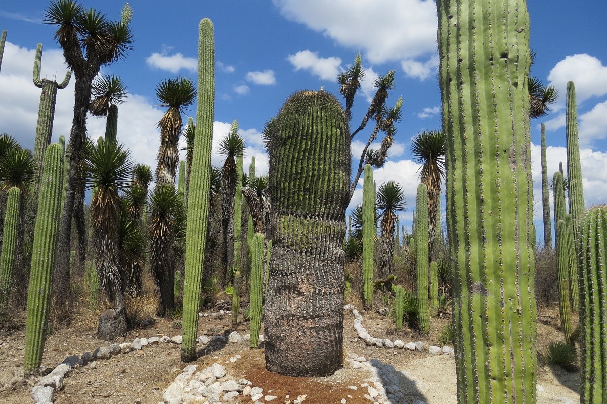 Peligra Reserva de Tehuacán-Cuicatlán por saqueo de agave