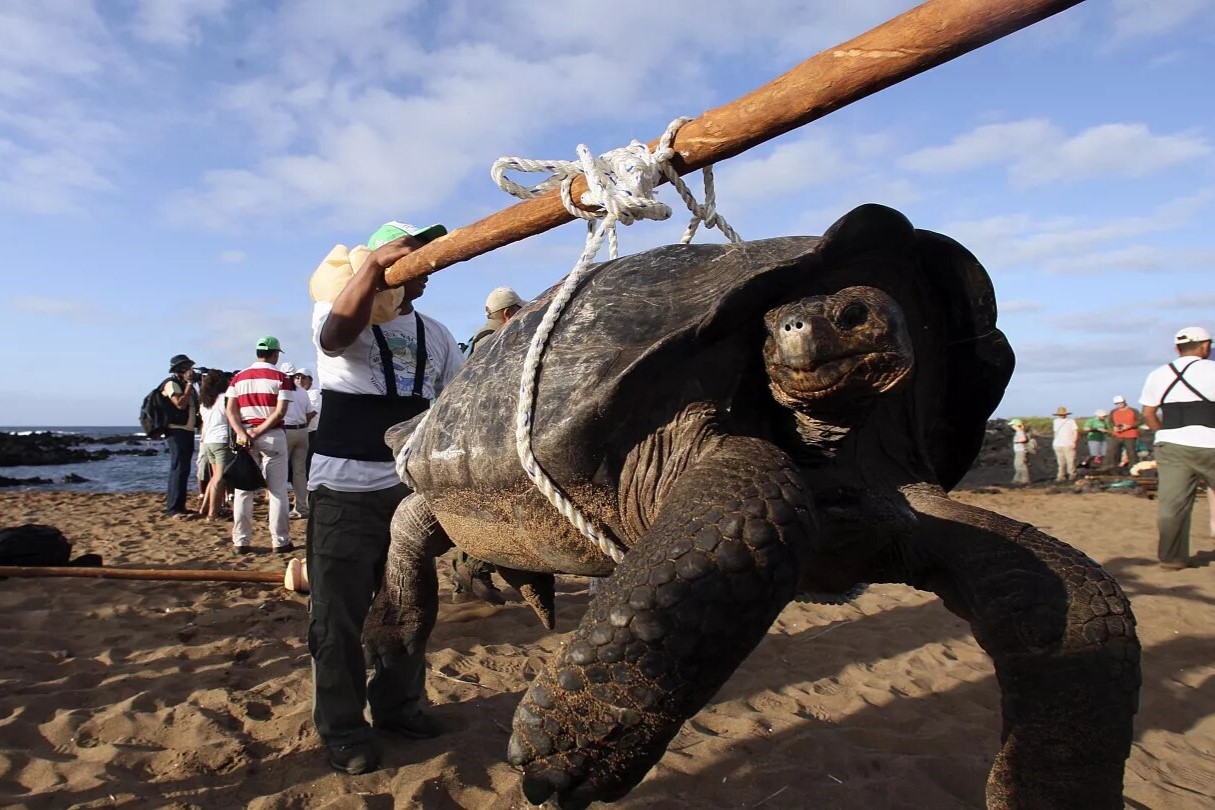 Tortugas gigantes de Galápagos en peligro crítico, afectadas por el plástico