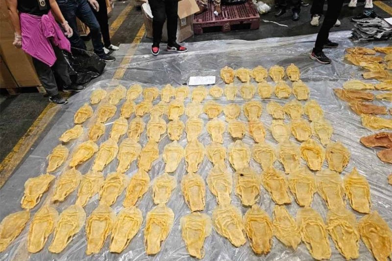 Decomisan en Tailandia buches de Totoaba procedentes de México