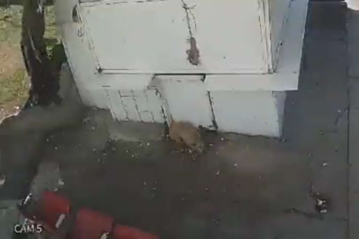 Recolector de basura golpea a perrito, en Naucalpan, solo por ladrarle al camión