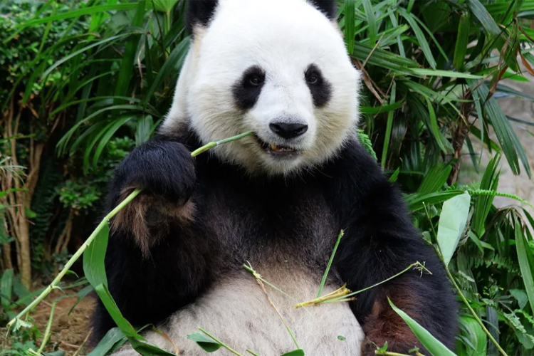 China enviará pandas a EU como ‘embajadores de amistad’