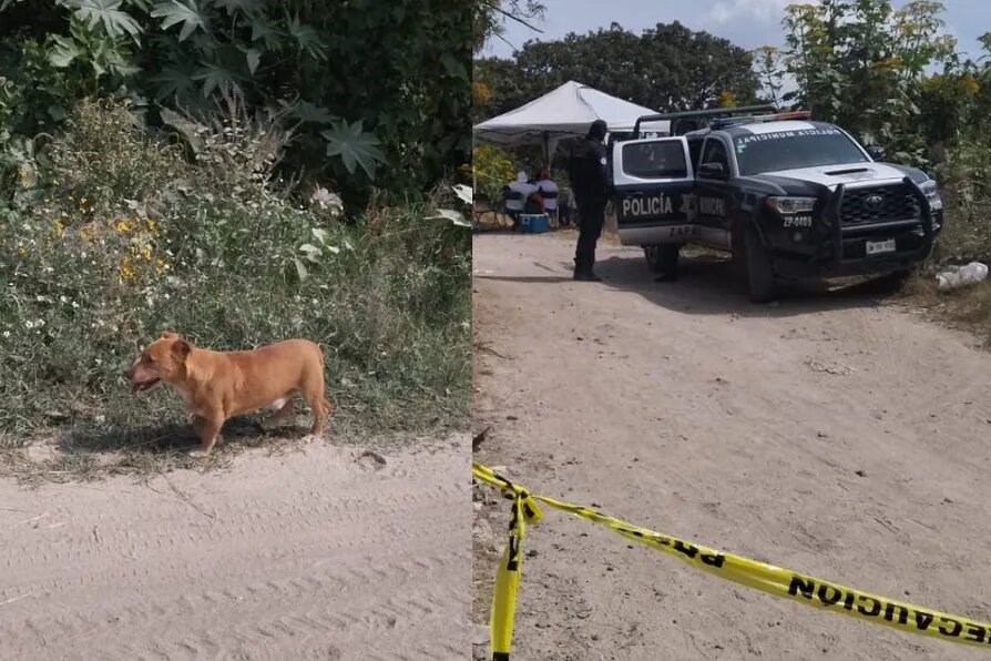 Localizan siete fosas en Zapopan; perros merodeaban con restos humanos