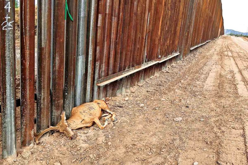 Vida silvestre resiste hasta el último aliento en muro de la frontera