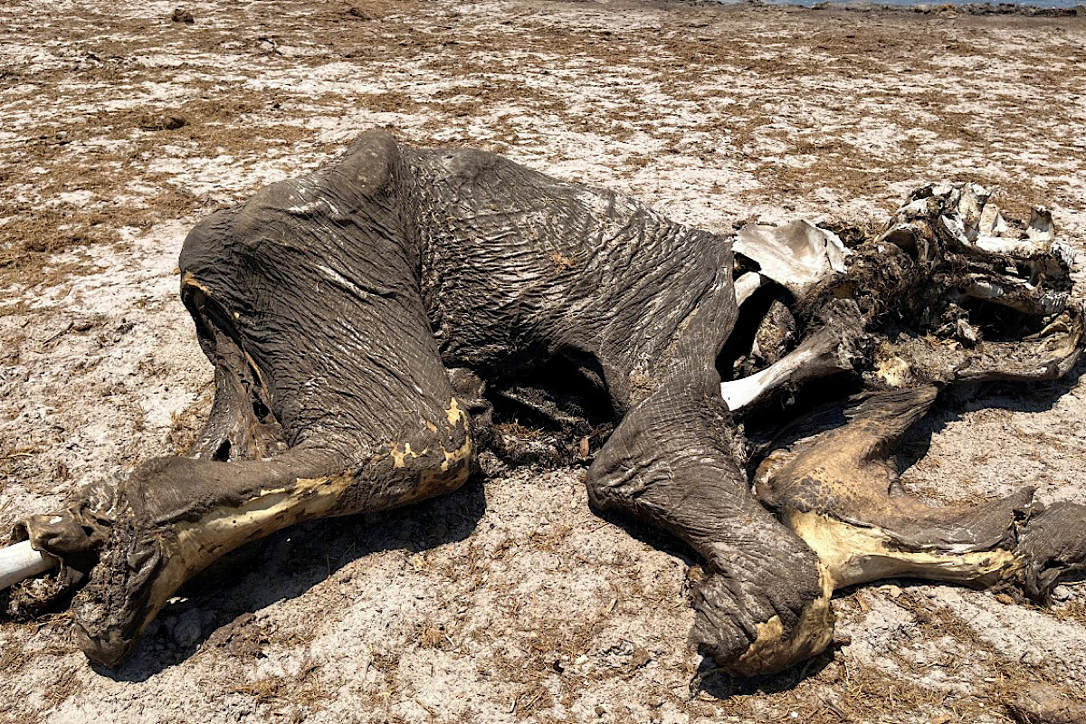 Decenas de elefantes murieron de sed tras sequía en Zimbabue