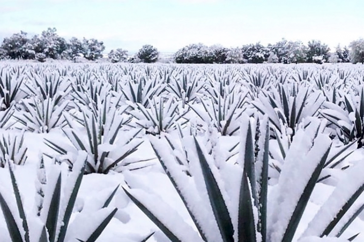 ¡Prepárese! Se aproxima el frente frío número 13 junto a masa de aire frío; Impactarán con temperaturas de -10 grados centígrados