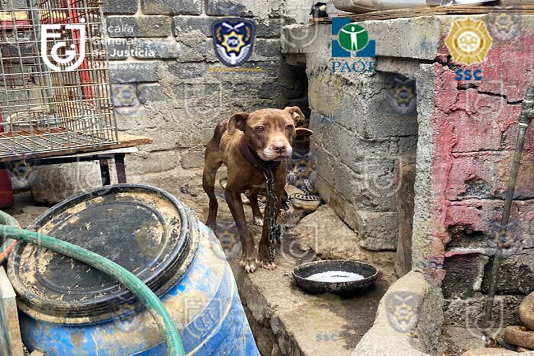 Rescatan a 13 perros pitbull tras denuncia por maltrato animal