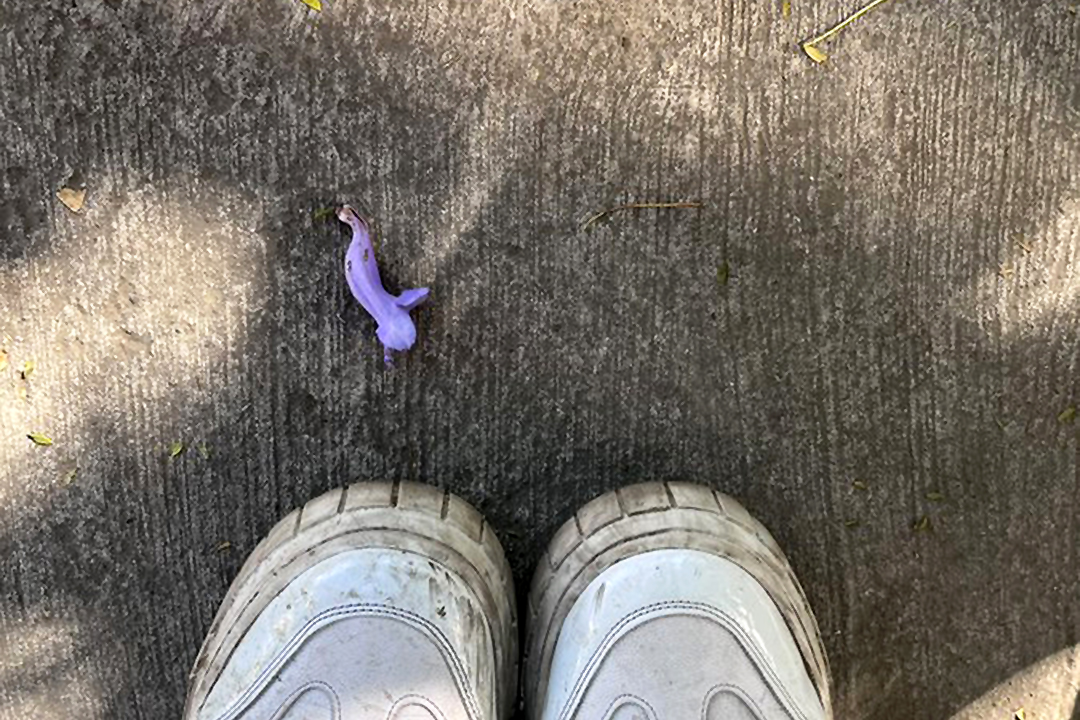 Florecimiento temprano de jacarandas enciende alerta en CDMX