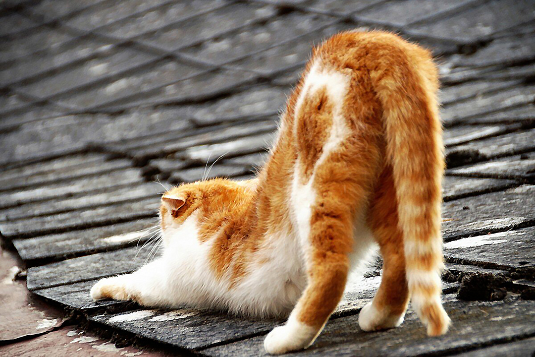 ¿Por qué los gatos maúllan en la noche en las azoteas?