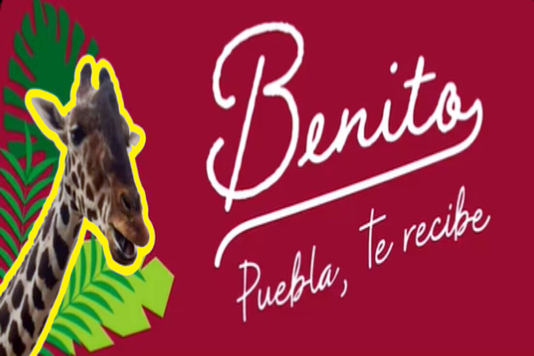 Gobierno de Puebla ofrece pagar traslado de la jirafa ‘Benito’