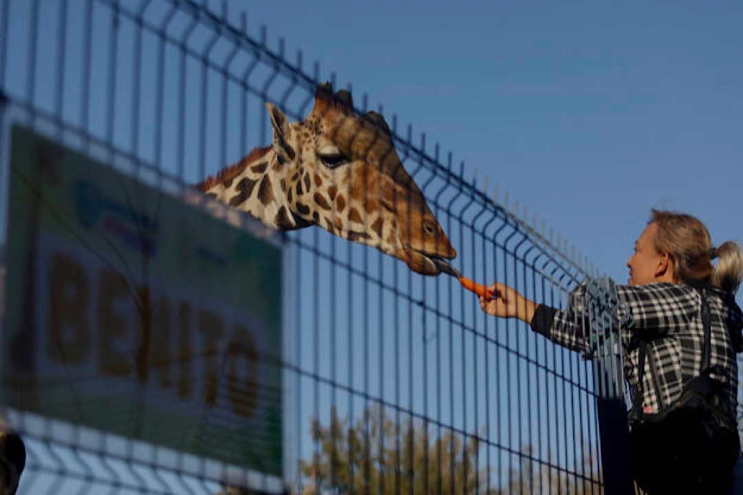 Traslado de la jirafa Benito, un triunfo para los animalistas en México