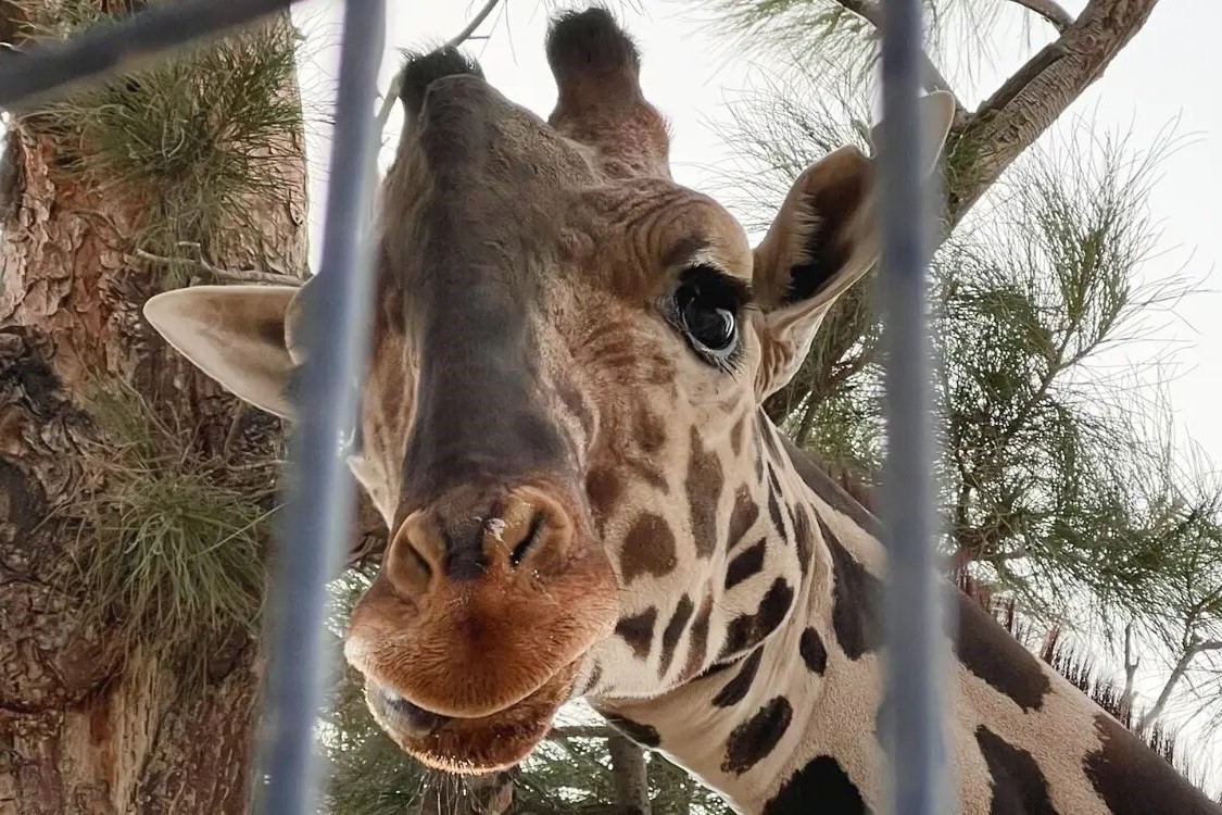¡La jirafa Benito se va a Africam Safari!; jueza ordena su traslado