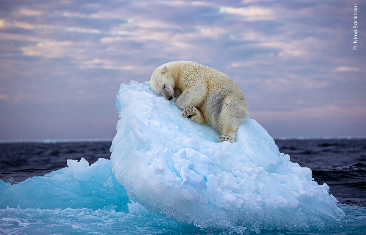 Foto de oso polar durmiendo sobre un pequeño iceberg recorre el mundo