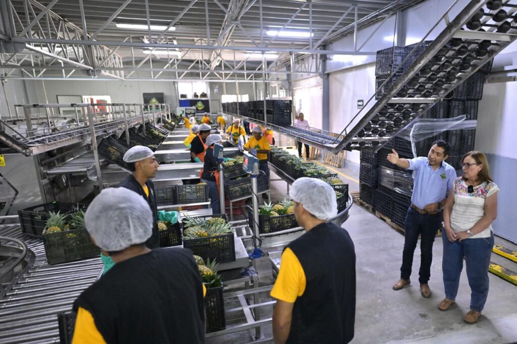 Precio de garantía demanda justa para lograr estabilidad en el campo asegura Nahle Veracruz es el primer lugar nacional en producción de piña y al igual que otros productos, este sector merece ser escuchado y acompañado, aseguró Rocío Nahle.