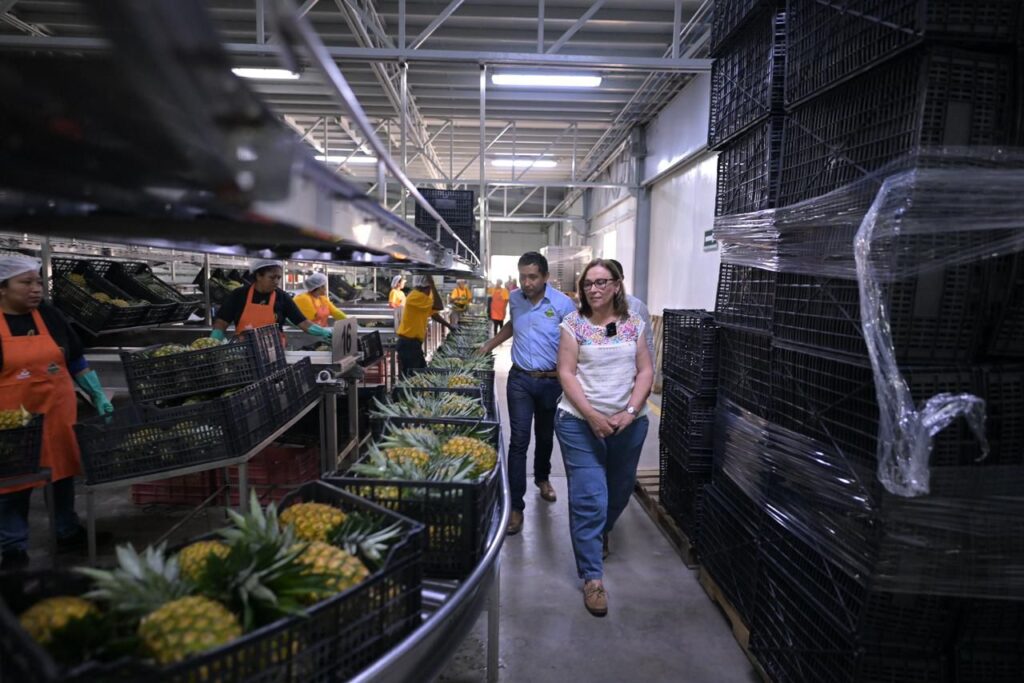 Precio de garantía demanda justa para lograr estabilidad en el campo asegura Nahle Veracruz es el primer lugar nacional en producción de piña y al igual que otros productos, este sector merece ser escuchado y acompañado, aseguró Rocío Nahle.