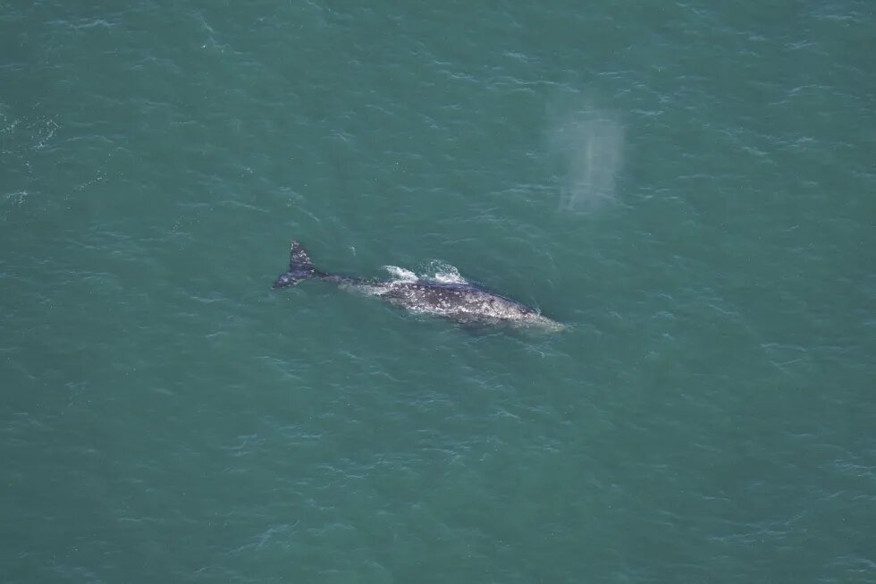 Confirmaron presencia de ballena frente a Nueva Inglaterra