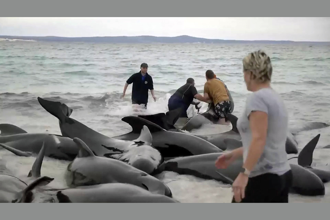 160 ballenas piloto quedan varadas y al menos 28 murieron en Australia