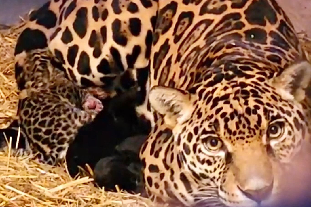 Nacen tres jaguares en Chapultepec