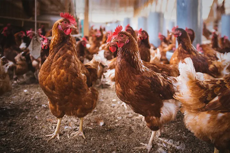 Vietnam reporta primer caso de gripe aviar H9N2 en humanos