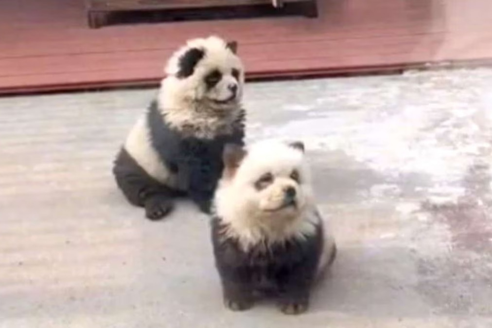 Zoológico chino pintaba perros para hacerlos parecer pandas