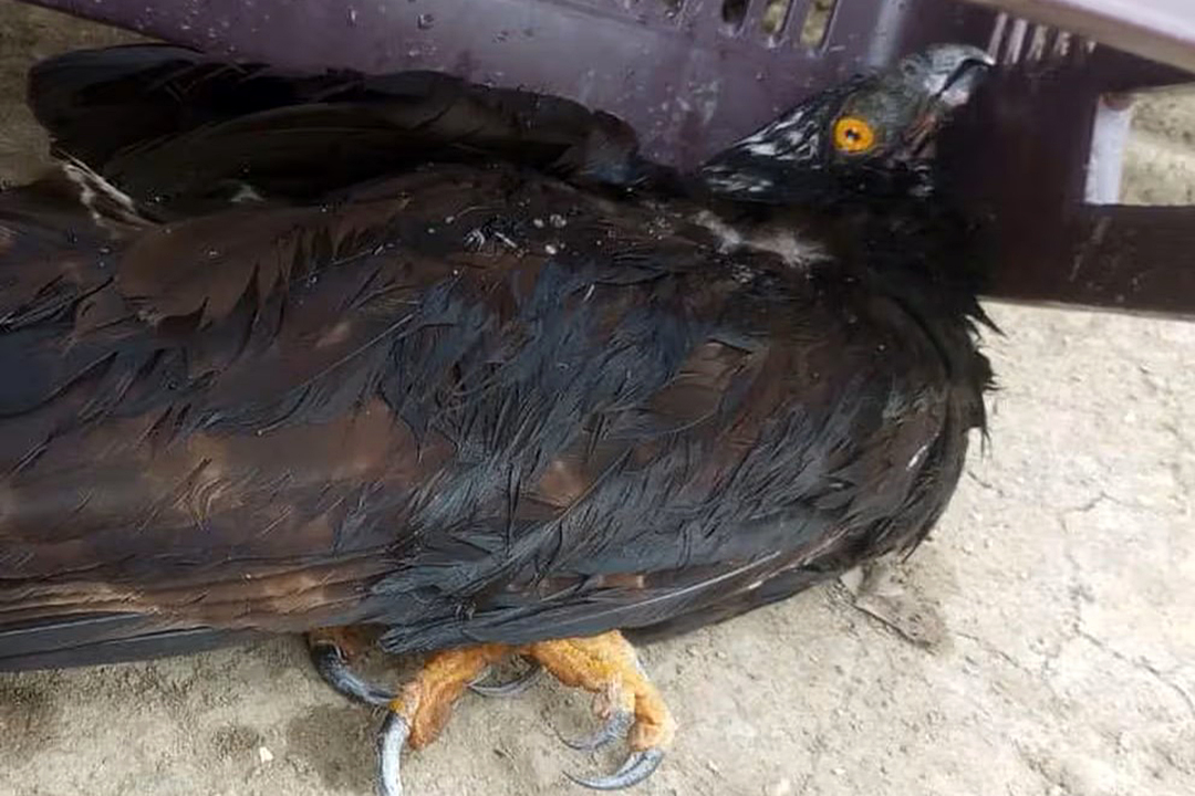 Águila muere por temperaturas extremas en San Luis Potosí