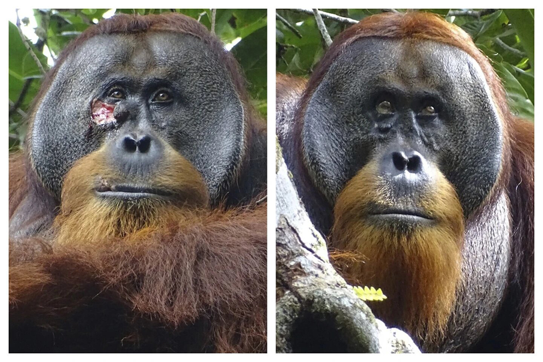 Un orangután salvaje usó una planta medicinal para tratar una herida