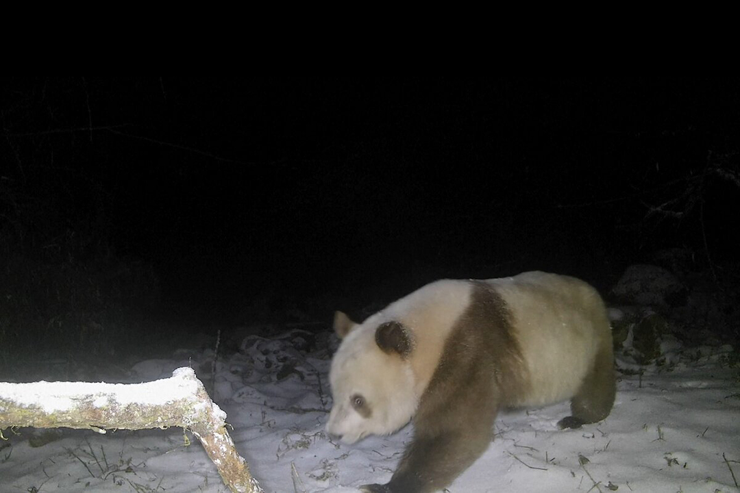 Un oso panda pardo fue visto por primera vez luego de seis años