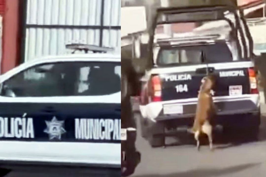Policías ahorcan a perrito con patrulla en calles de Hidalgo
