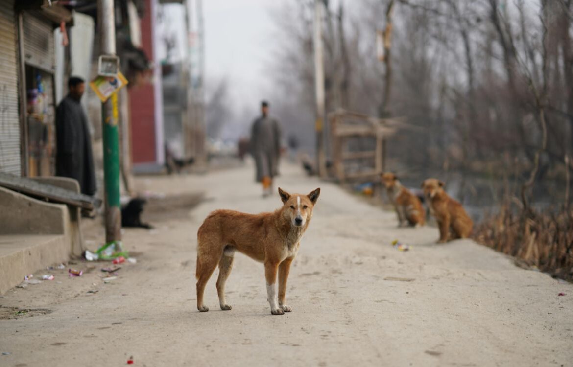 Turquía podría sacrificar a cuatro millones de perros callejeros