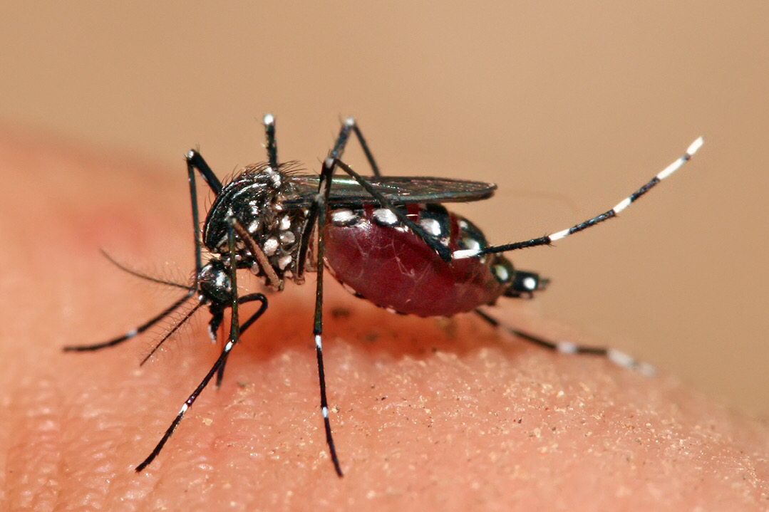 Casos de dengue incrementan al menos 385 por ciento en México