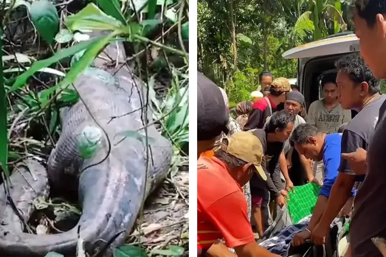 Pitón gigante devora entera a una mujer en Indonesia | Video