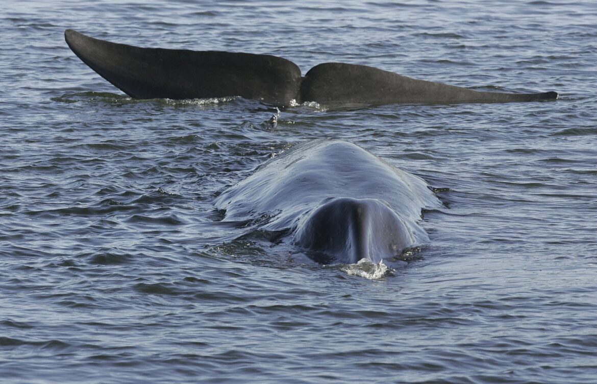 Islandia autoriza la caza de 128 ballenas de aleta este año