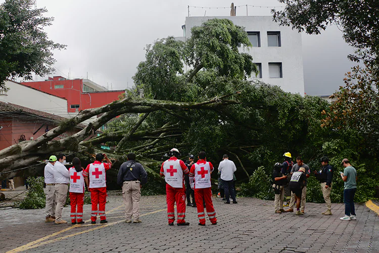 Cae enorme árbol en Xalapa por las intensas lluvias