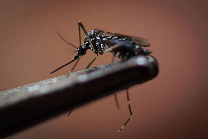 Supera dengue número de casos de todo 2023