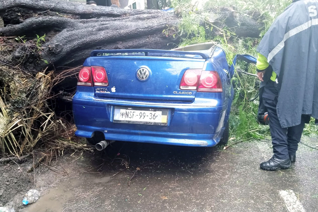 Muere mujer y sobrevive bebé por caída de árbol en CDMX